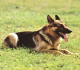 Adestramento de cães em Belo Horizonte