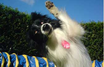 Torres Adestramento de Cães - Foto 1