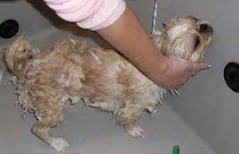 Ge Banho e Tosa - Foto 1