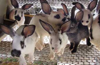 Loja do Criador - Foto 1