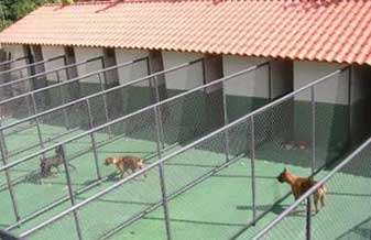 Bem Ficar Hotel Para Cães, Animais Domésticos - Foto 1