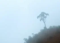 impactos do El Niño em Minas Gerais