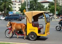 substituição de carroças por triciclos elétricos
