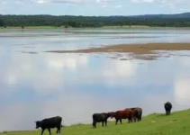 boiada na Lagoa da Pampulha