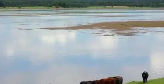 boiada na Lagoa da Pampulha