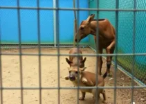 suspensao de animais no cetas de bh