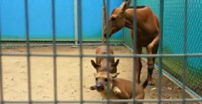suspensao de animais no cetas de bh