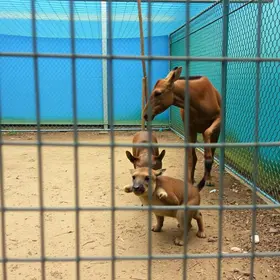 suspensao de animais no cetas de bh