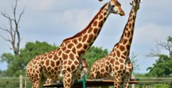 transporte de girafas